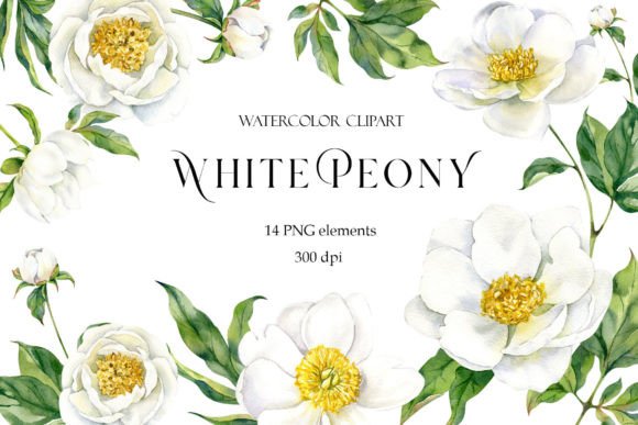 Download Peony Watercolor Clipart, White Flowers - Watercolor clipart Collection