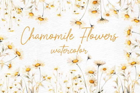 Download Daisy Watercolor Clipart Chamomile PNG - Watercolor clipart Collection