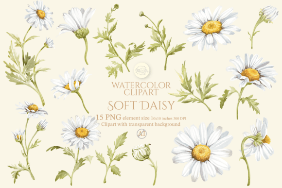 Download Soft Daisy Flower Watercolor Clipart Set - Watercolor clipart Collection
