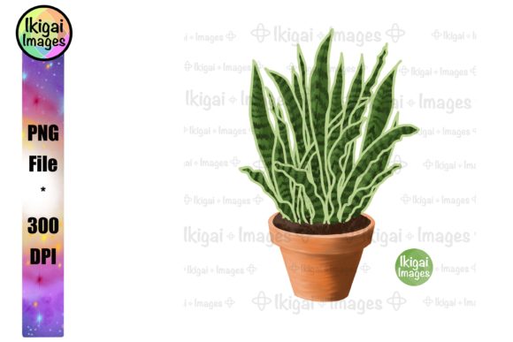 Download Snake Plant, Sansevieria, Potted Plant - Plant Collection